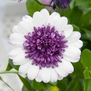 Osteospermum Cape Daisy 3D 'Blueberry Shake Summer Plug Plants Pack x6