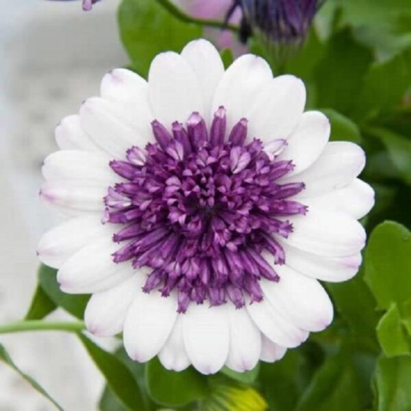 Osteospermum Cape Daisy 3D 'Blueberry Shake Summer Plug Plants Pack x6