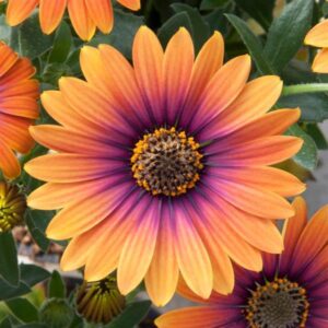 Osteospermum Zion™ Purple Sun Summer Plug Plants Pack x6