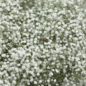 Gypsophila 'Paniculata' Perennial Kings Quality Pack Flower Seeds