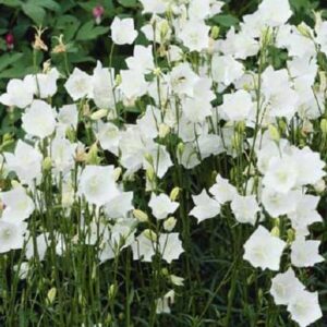 Campanula Persicifolia 'Takion White' Perennial (LARGE) Plug Plants Pack x6