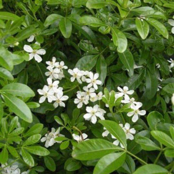 Choisya Ternata 'Mexican Orange' Perennial Shrub Plug Plants Evergreen Pack x6