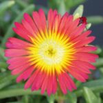 Delosperma Jewel of Desert Suntropics® 'Red' Perennial Plug Plants Pack x6