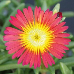 Delosperma Jewel of Desert Suntropics® 'Red' Perennial Plug Plants Pack x6