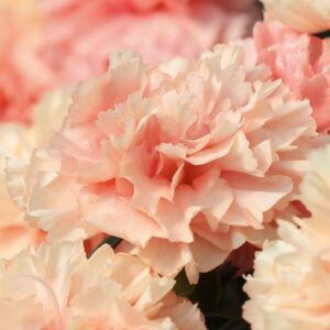 Dianthus Caryophyllus Sweet Pleasure® Apricot Pack x6 Plug Plants