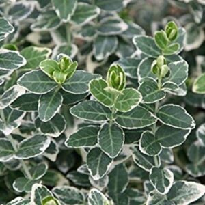 Euonymus Fortunei Emerald Gaiety Evergreen Shrub (Large) Plug Plants Pack x6