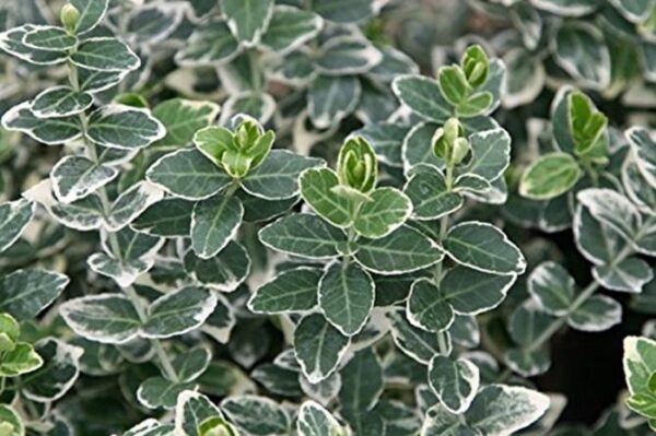 Euonymus Fortunei Emerald Gaiety Evergreen Shrub (Large) Plug Plants Pack x6