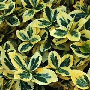 Euonymus Fortunei Emerald 'n' Gold Evergreen Shrub (Large) Plug Plants Pack x6