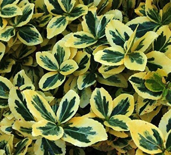 Euonymus Fortunei Emerald 'n' Gold Evergreen Shrub (Large) Plug Plants Pack x6