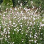 Gaura Linheimeri Gambit® 'White' Perennial Garden Flowering Plug Plants Pack x6