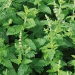 Mentha Strawberry Mint Almira® XXL Supersize Plug Plants Pack x3