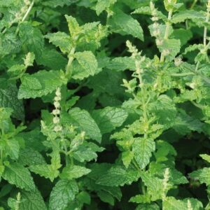 Mentha Strawberry Mint Almira® XXL Supersize Plug Plants Pack x3