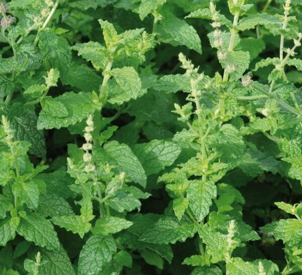 Mentha Strawberry Mint Almira® XXL Supersize Plug Plants Pack x3