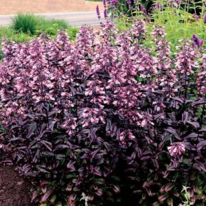 Penstemon 'Dakota Burgundy' LARGE Plug Plants Pack x6