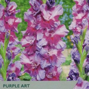 Gladioli 'Purple Art' Summer Bulbs Pack x10