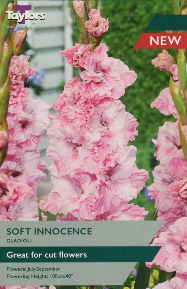 Gladioli 'Soft Innocence' Pack x10 Summer Bulbs