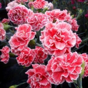 Dianthus Scent First® 'Coral Reef' Pinks Perennial Plug Plants Pack x6