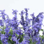 Salvia 'Sallyfun' Deep Ocean Blue Perennial Plug Plants Pack x6