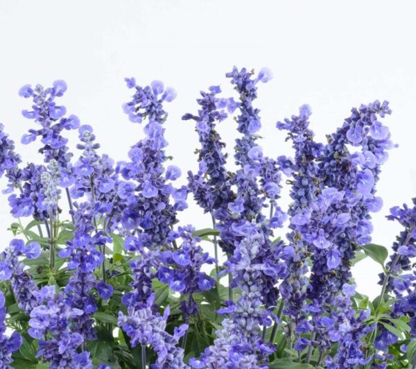 Salvia 'Sallyfun' Deep Ocean Blue Perennial Plug Plants Pack x6