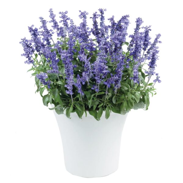 Salvia 'Sallyfun' Deep Ocean Blue Perennial Plug Plants Pack x6