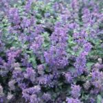 Nepeta x Faassenii 'Kit Kat' Catmint Perennial Garden Plug Plants Pack x6