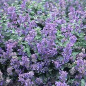 Nepeta x Faassenii 'Kit Kat' Catmint Perennial Garden Plug Plants Pack x6
