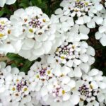 Iberis 'MASTERPIECE' Sempervirens 'Candytuft' Perennial Garden Plug Plants Pack x 6