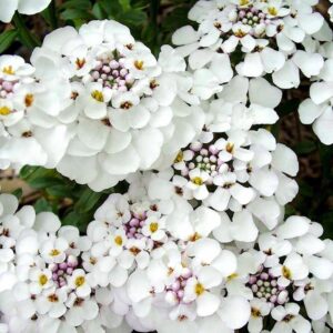 Iberis 'MASTERPIECE' Sempervirens 'Candytuft' Perennial Garden Plug Plants Pack x 6