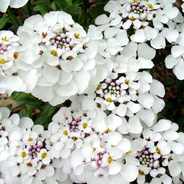 Iberis 'MASTERPIECE' Sempervirens 'Candytuft' Perennial Garden Plug Plants Pack x 6