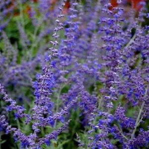 Perovskia Atriplicifolia Russian Sage Blue Steel Perennial Plug Plants Pack x6