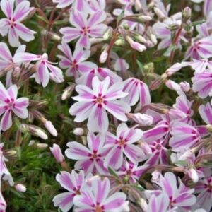 Creeping Phlox Subulata 'Candy Stripe' Perennial Garden Plug Plants Pack x6