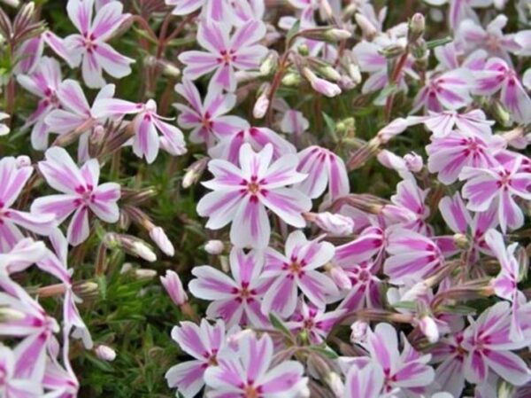 Creeping Phlox Subulata 'Candy Stripe' Perennial Garden Plug Plants Pack x6