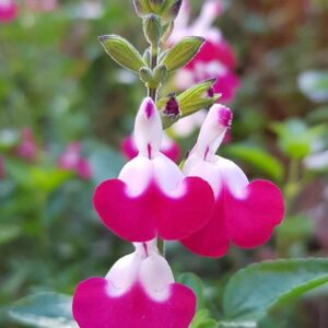 Salvia 'Cherry Lips' Perennial Garden Plug Plants Pack x6