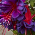 Fuchsia Giant Trailing Voodoo Garden Plug Plants Pack x6