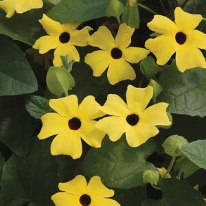 Thunbergia Sunny™ Lemon Star Plug Plants Pack x6