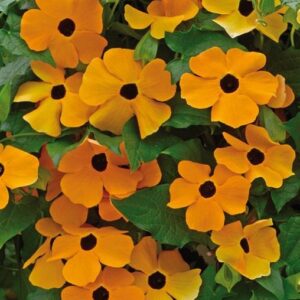 Thunbergia Alata 'Orange Beauty' Plug Plant Pack x6