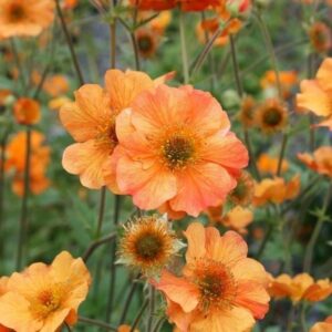 Geum 'Totally Tangerine' Perennial LARGE Plug Plants Pack x3