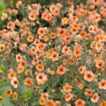 Geum 'Totally Tangerine' Perennial LARGE Plug Plants Pack x3