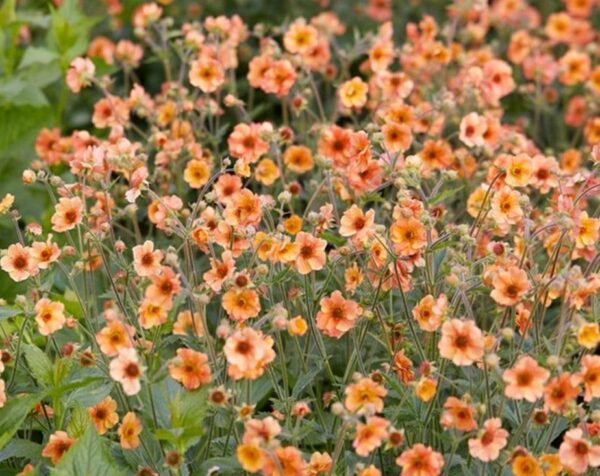 Geum 'Totally Tangerine' Perennial LARGE Plug Plants Pack x3