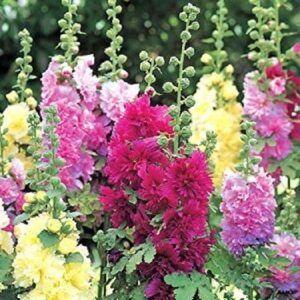 Hollyhock Alcea Spring Celebrities™ Series Mix Plug Plants Pack x6