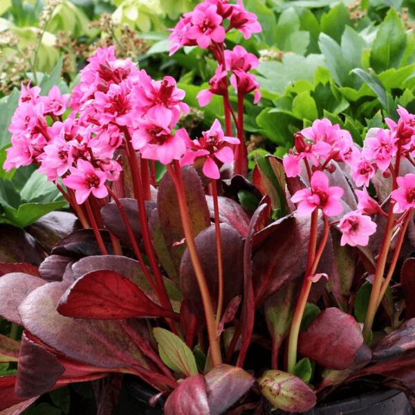 Bergenia Cordifolia Dark Damsel 9cm Pot Plants Pack x3