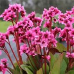 Bergenia Cordifolia Dark Damsel 9cm Pot Plants Pack x3