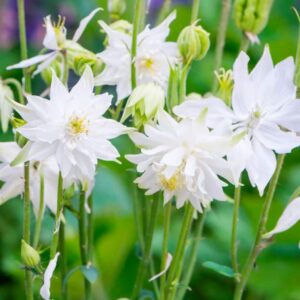 Aquilegia ‘White Barlow’ Perennial 9cm Pot Plants Pack x3