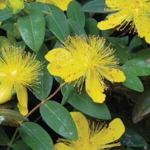 Hypericum Calycinum Rose Of Sharon Perennial Shrub 9cm Pot Plants Pack x3