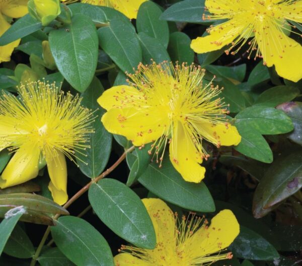 Hypericum Calycinum Rose Of Sharon Perennial Shrub 9cm Pot Plants Pack x3