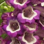 Penstemon F1 Arabesque™ Orchid Perennial Plug Plants Pack x6