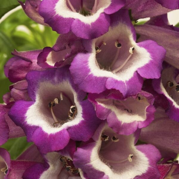 Penstemon F1 Arabesque™ Orchid Perennial Plug Plants Pack x6