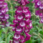 Penstemon F1 Arabesque™ Orchid Perennial Plug Plants Pack x6