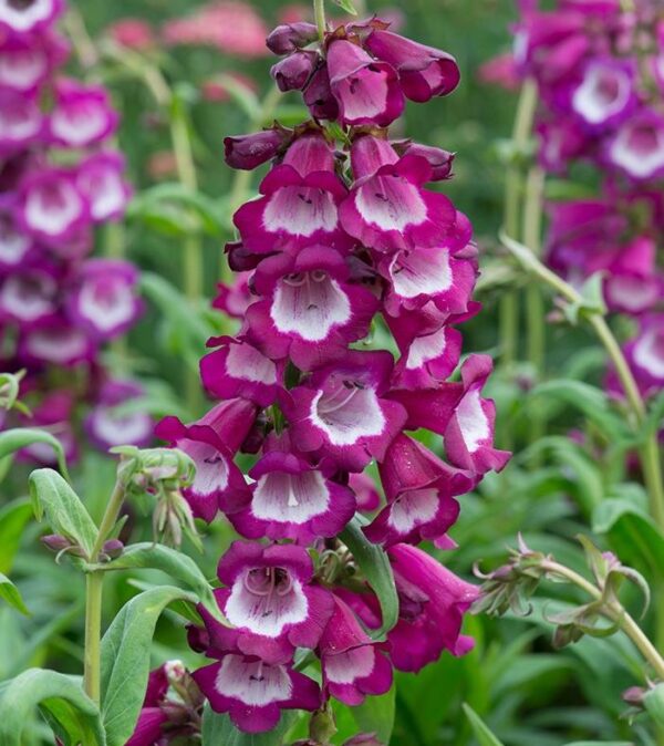 Penstemon F1 Arabesque™ Orchid Perennial Plug Plants Pack x6