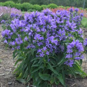Campanula Glomerata 'Church Bells' LARGE Plug Plants Pack x6